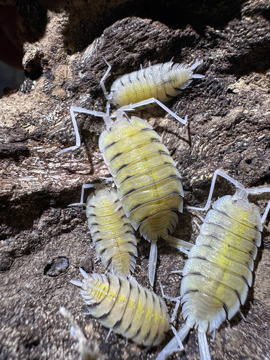 Porcellio Bolivari - TerraLife