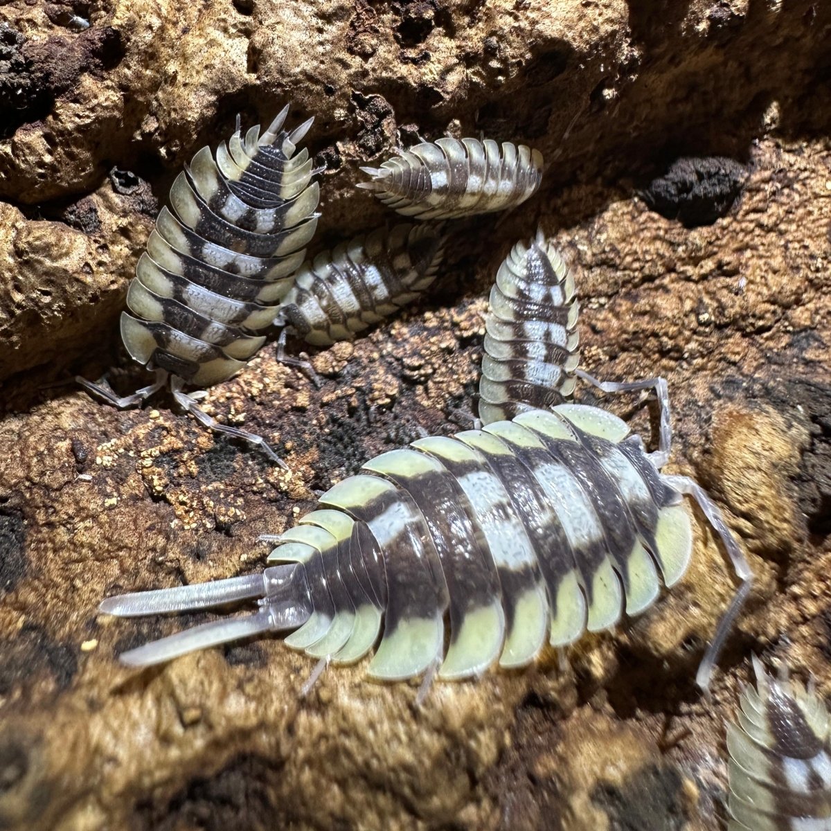 Porcellio Expensus - TerraLife