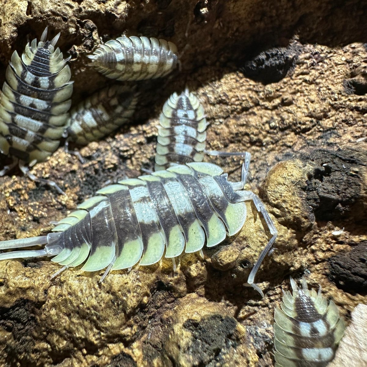 Porcellio Expensus - TerraLife