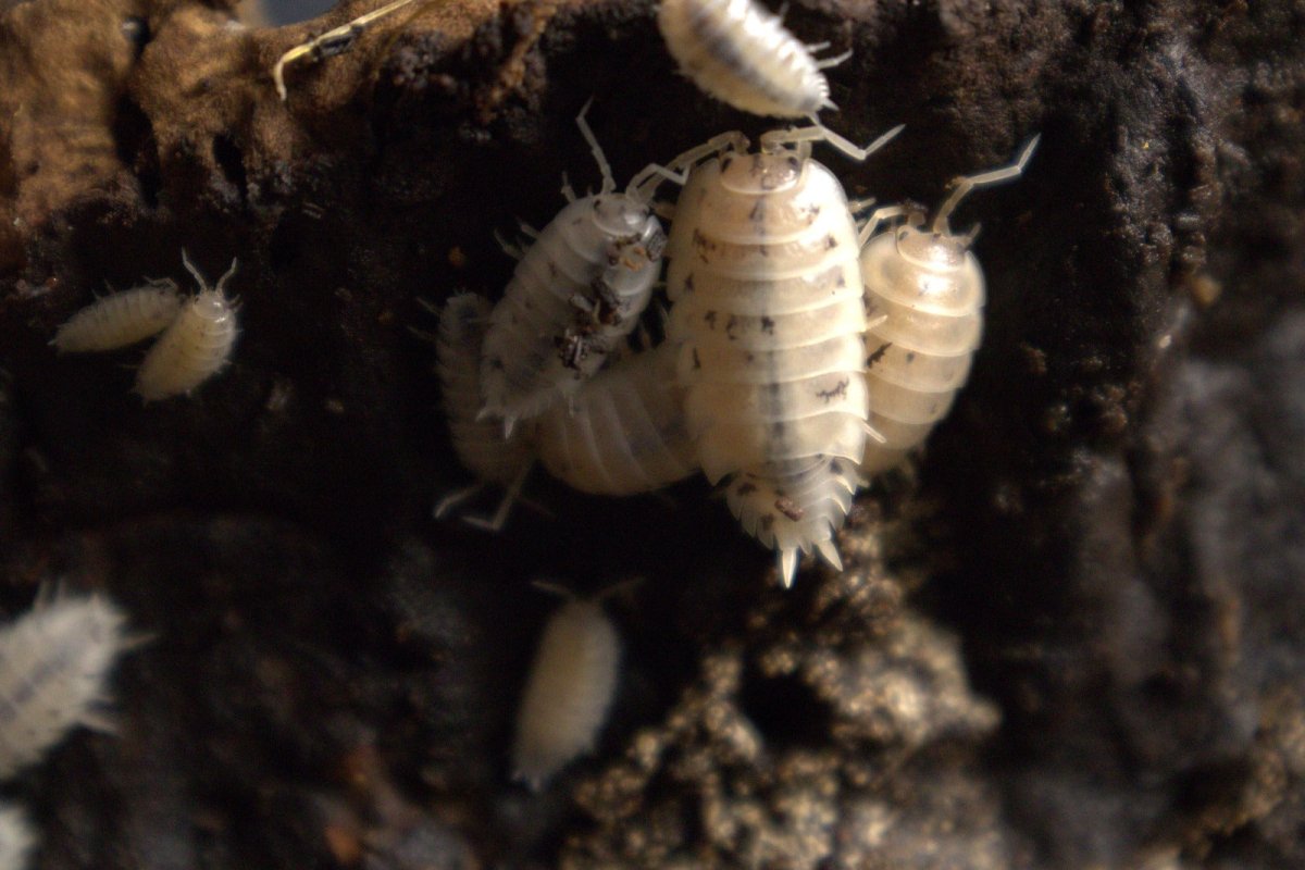 Porcellio Laevis Dairy Cow - TerraLife