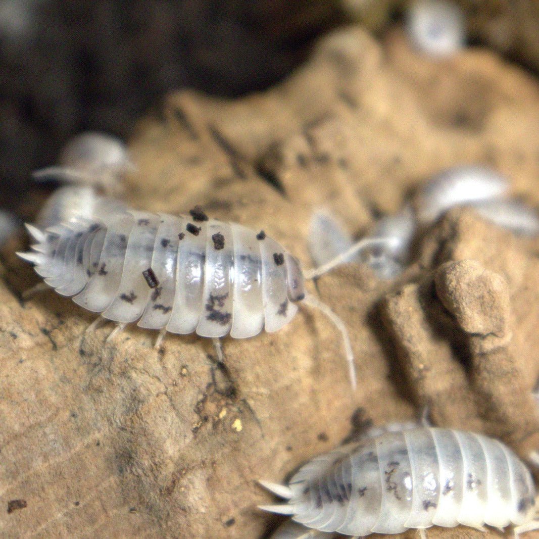 Porcellio Laevis Dairy Cow - TerraLife
