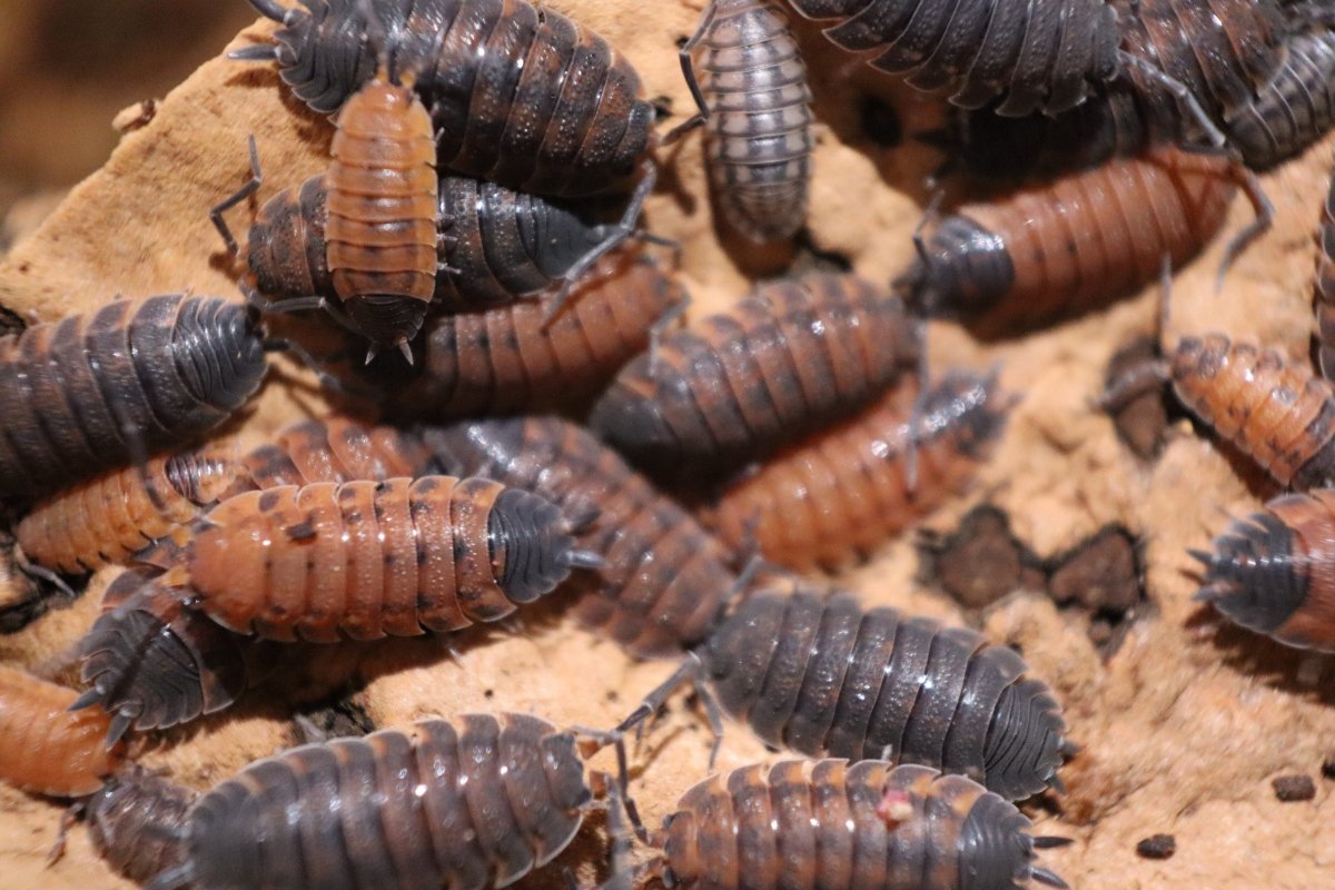 Porcellio Scaber Lava - TerraLife