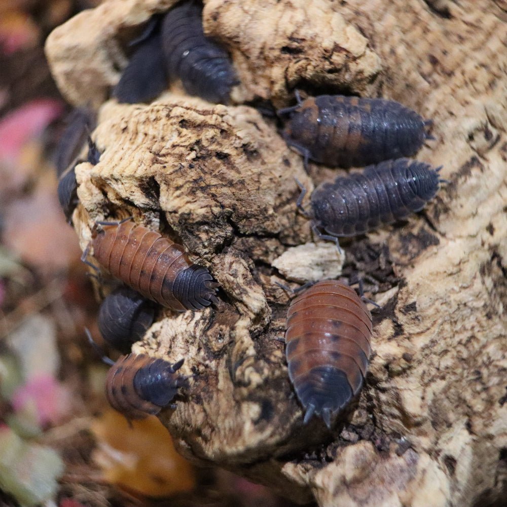 Porcellio Scaber Lava - TerraLife