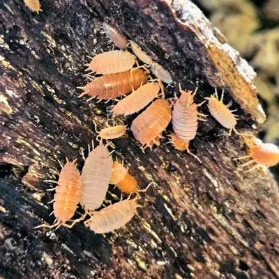 Porcellionides Pruinosus ‘Orange’ - TerraLife