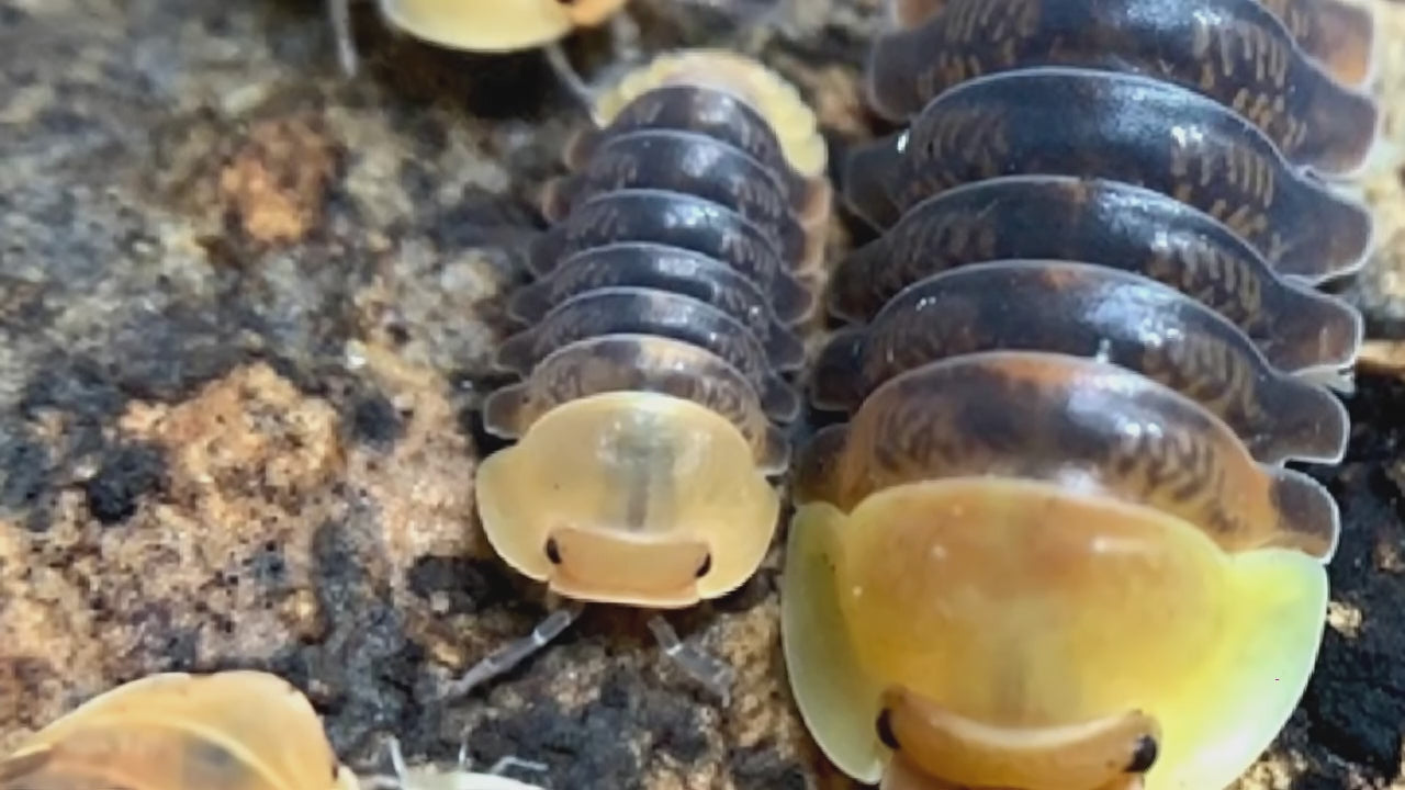 Cubaris sp. "Rubber Ducky"