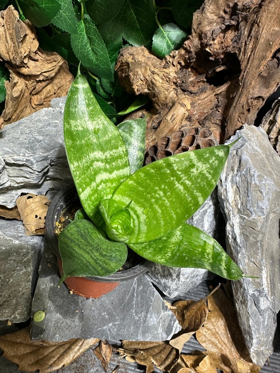 Sansevieria trifasciata ‘Hahnii’ - TerraLife