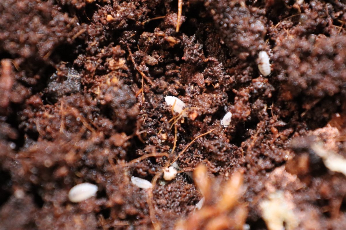 Trichorhina Tomentosa Dwarf White - TerraLife