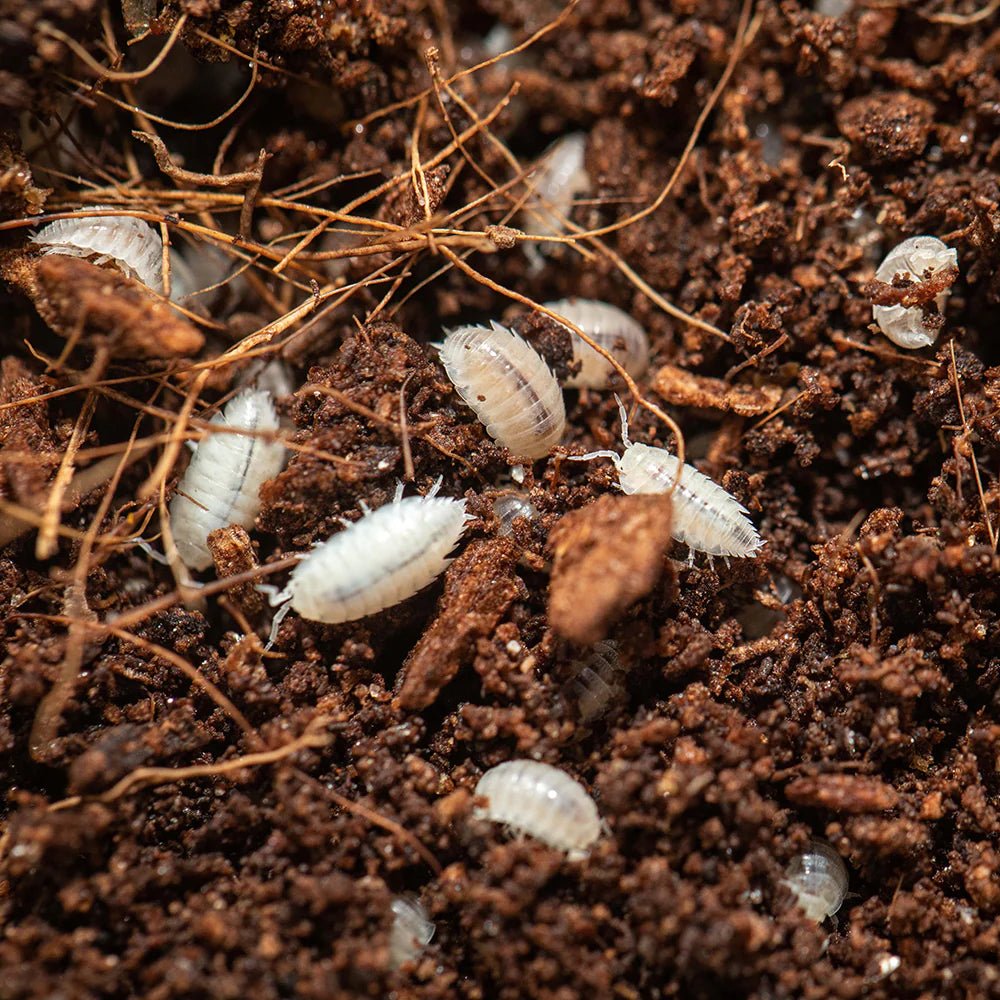 Trichorhina Tomentosa Dwarf White - TerraLife