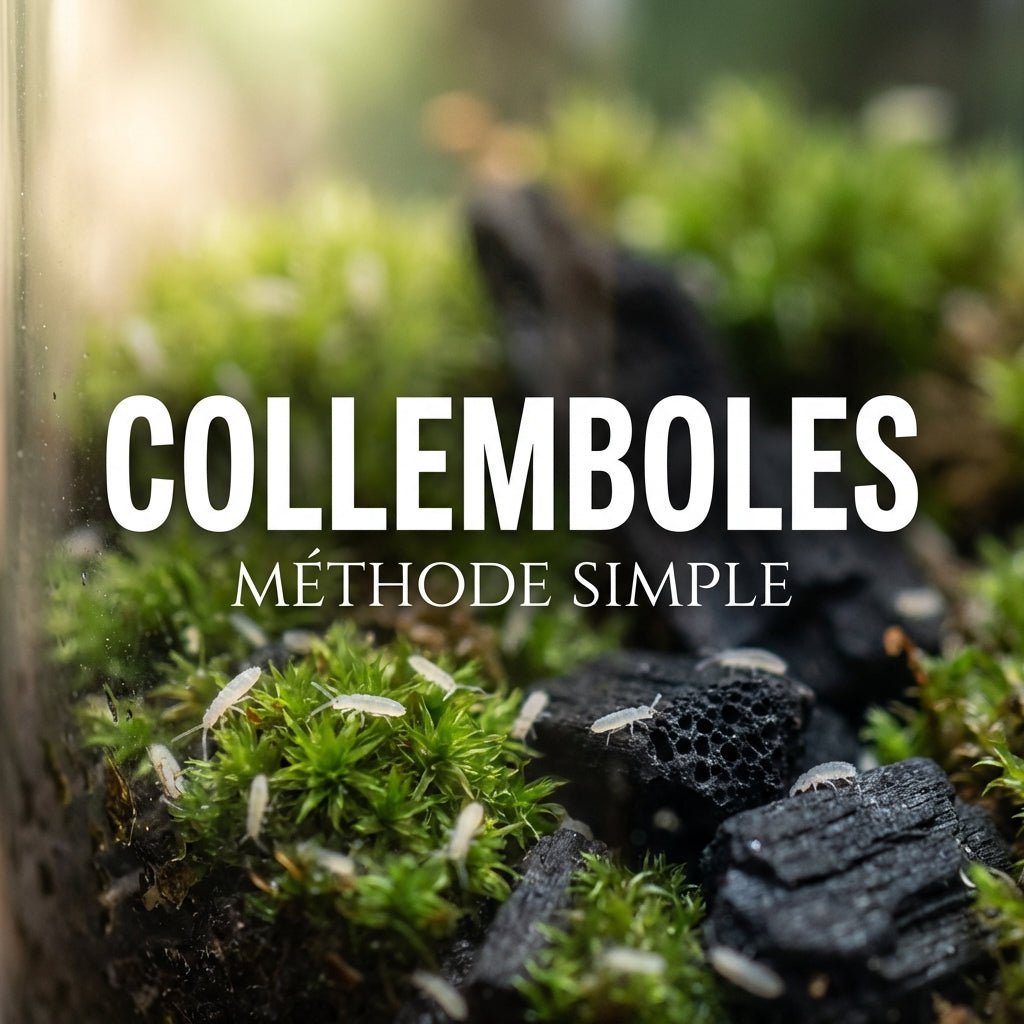 Bien débuter avec les collemboles (méthode simple) - TerraLife