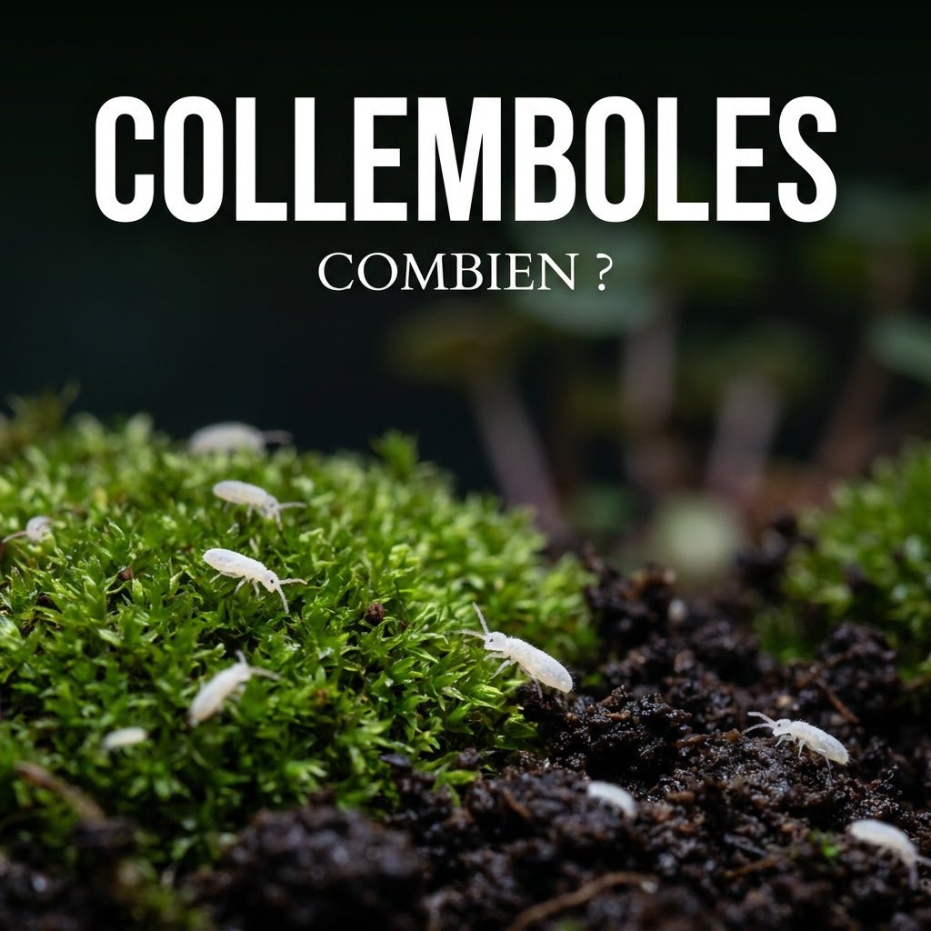 Collemboles blancs : combien en introduire au démarrage ? - TerraLife