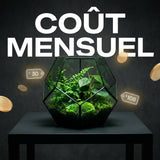 Combien coûte réellement l’entretien d’un terrarium par mois ? - TerraLife