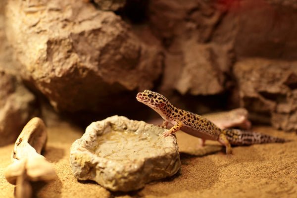 Comment bien choisir l’éclairage pour vos reptiles et amphibiens - TerraLife