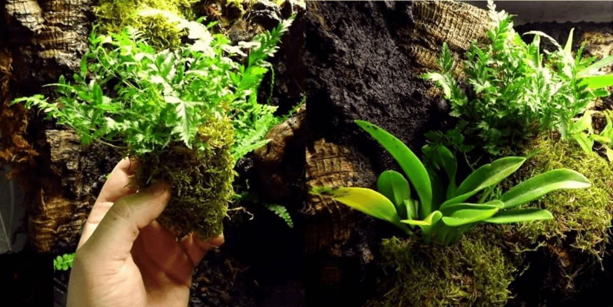 🌿 Comment bien fixer des épiphytes dans ton terrarium tropical ? - TerraLife