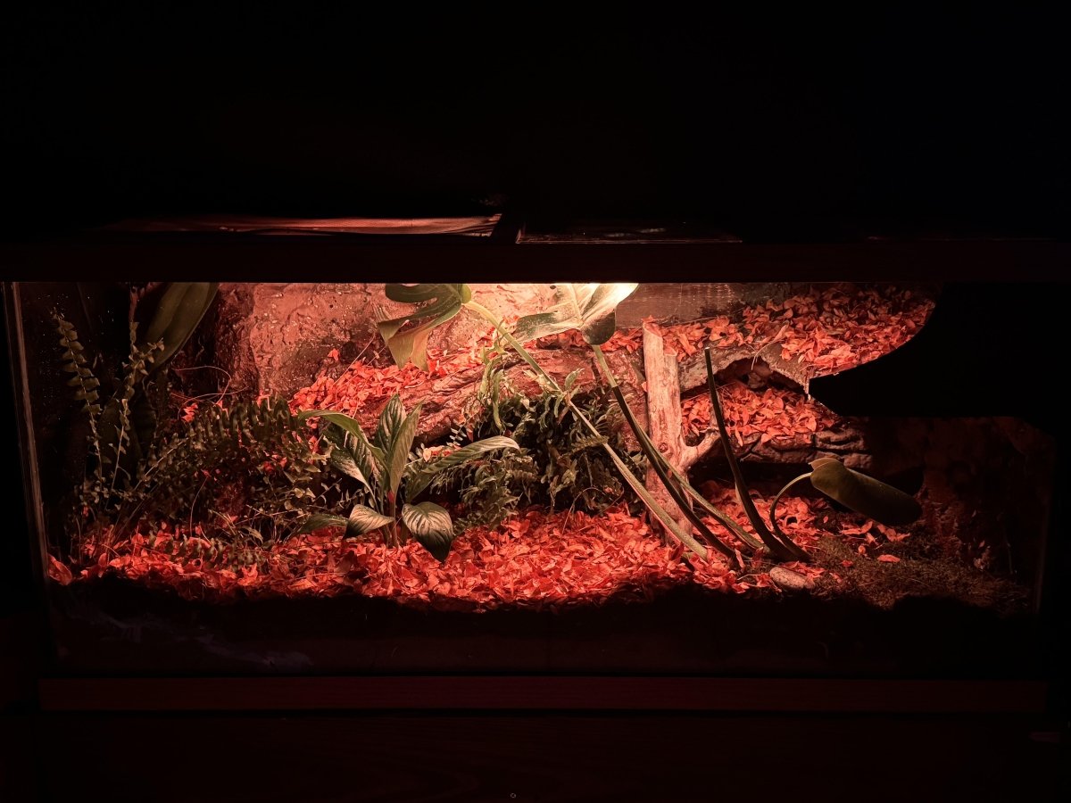 Comment bien préparer vos reptiles et amphibiens à l’hiver - TerraLife