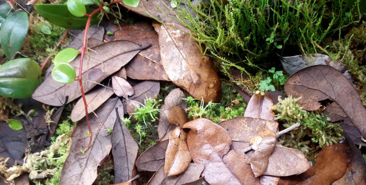 Comment contrôler la Moisissure dans un terrarium à dendrobates ? - TerraLife