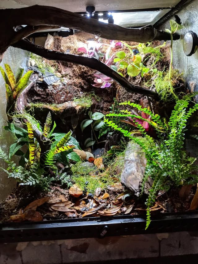 Comment créer un terrarium tropical ? - TerraLife