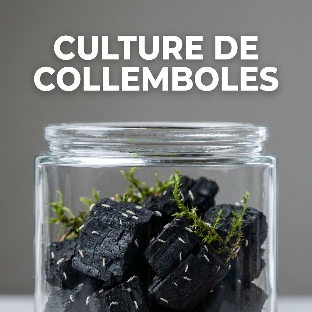 Comment démarrer une culture de collemboles sur charbon ? - TerraLife