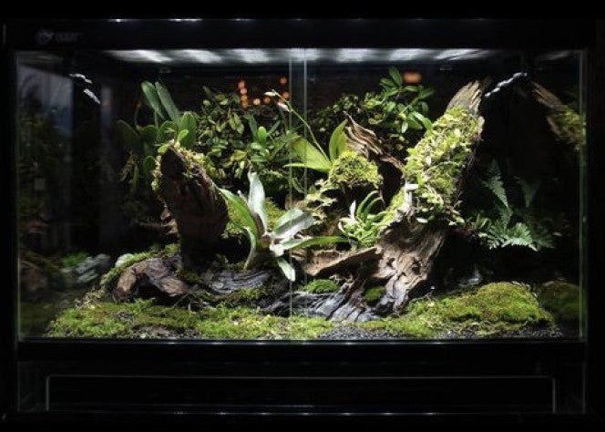 Comment faire pousser de la Mousse en Terrarium - TerraLife