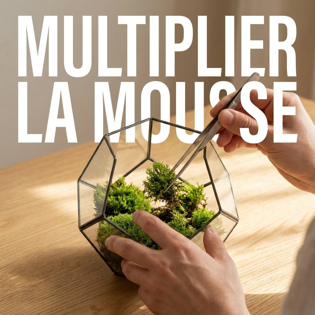 Comment multiplier de la mousse dans un terrarium ? - TerraLife