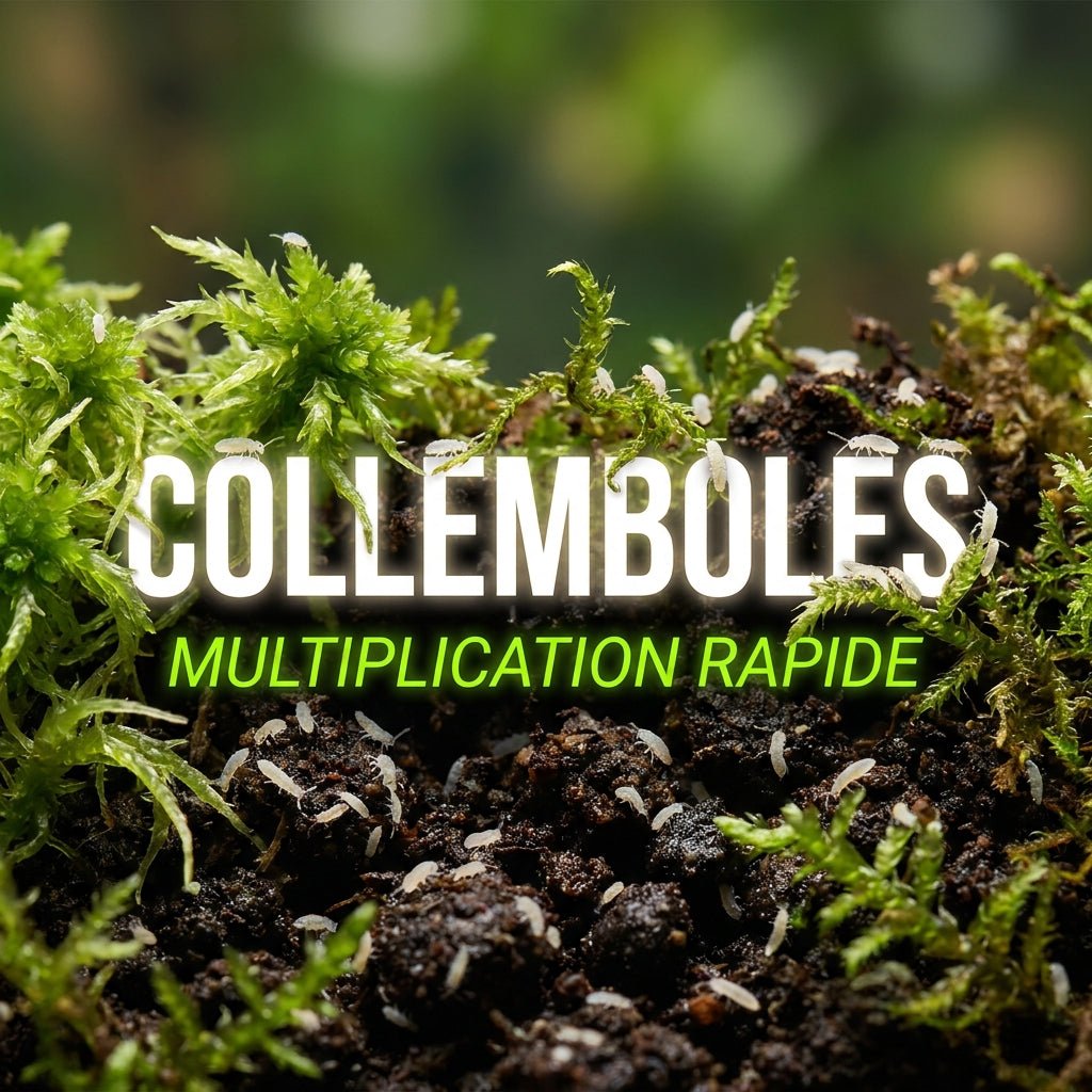 Comment multiplier rapidement une culture de collemboles ? - TerraLife