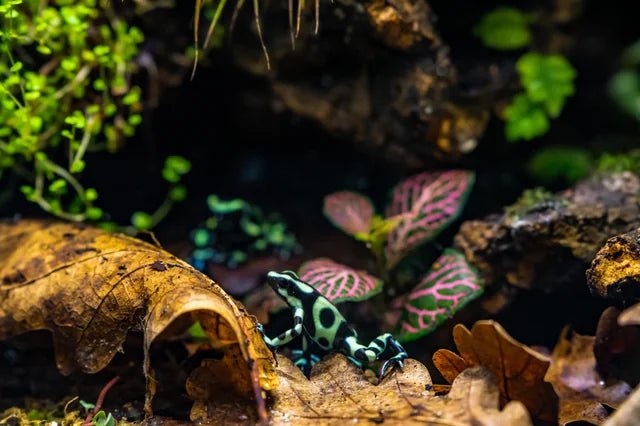 Comment rendre vos dendrobates plus visibles dans leur terrarium ? - TerraLife
