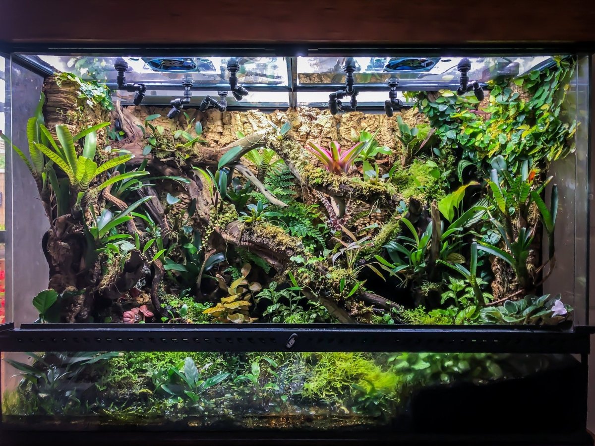 Comment tailler les plantes dans un terrarium à dendrobates ? - TerraLife