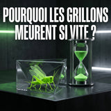 Pourquoi les grillons meurent-ils si vite après l’achat ?