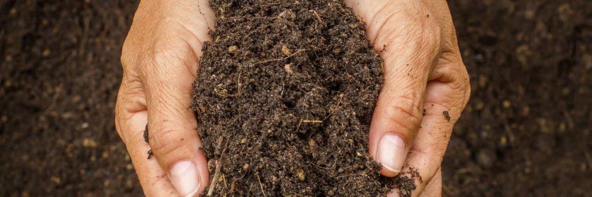 Créer un Substrat Bioactif pour tes Dendrobates - TerraLife