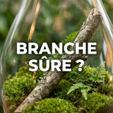 Comment savoir si une branche est sûre pour un terrarium ?