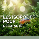 Les isopodes pour débutants - TerraLife