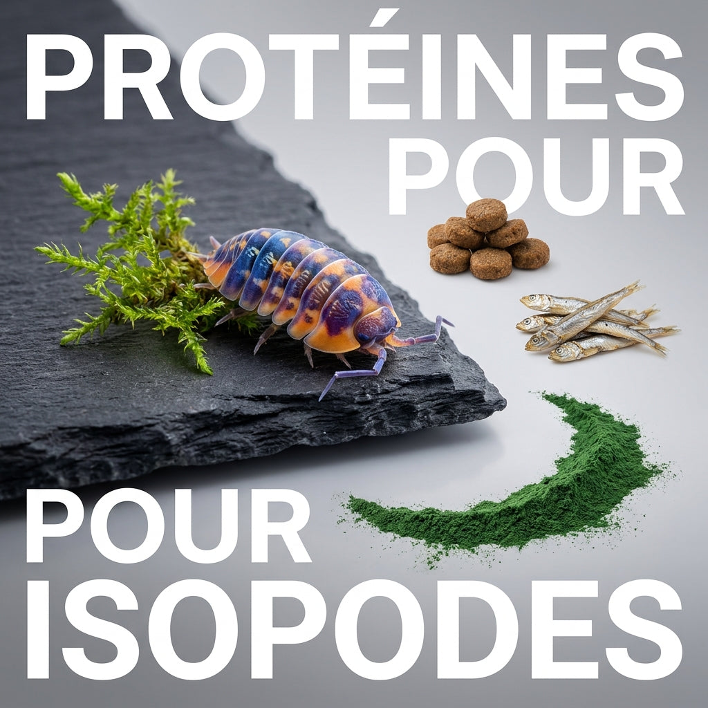 Croquettes, poisson séché, spiruline : quelles protéines pour les isopodes ?