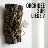 Peut-on faire pousser une orchidée miniature directement sur du liège ? - TerraLife