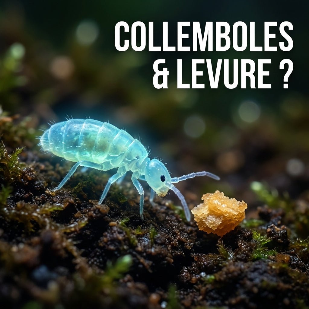 Peut-on nourrir des collemboles avec de la levure ? - TerraLife