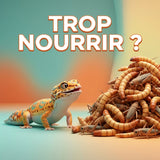 Peut-on trop nourrir un reptile insectivore ?