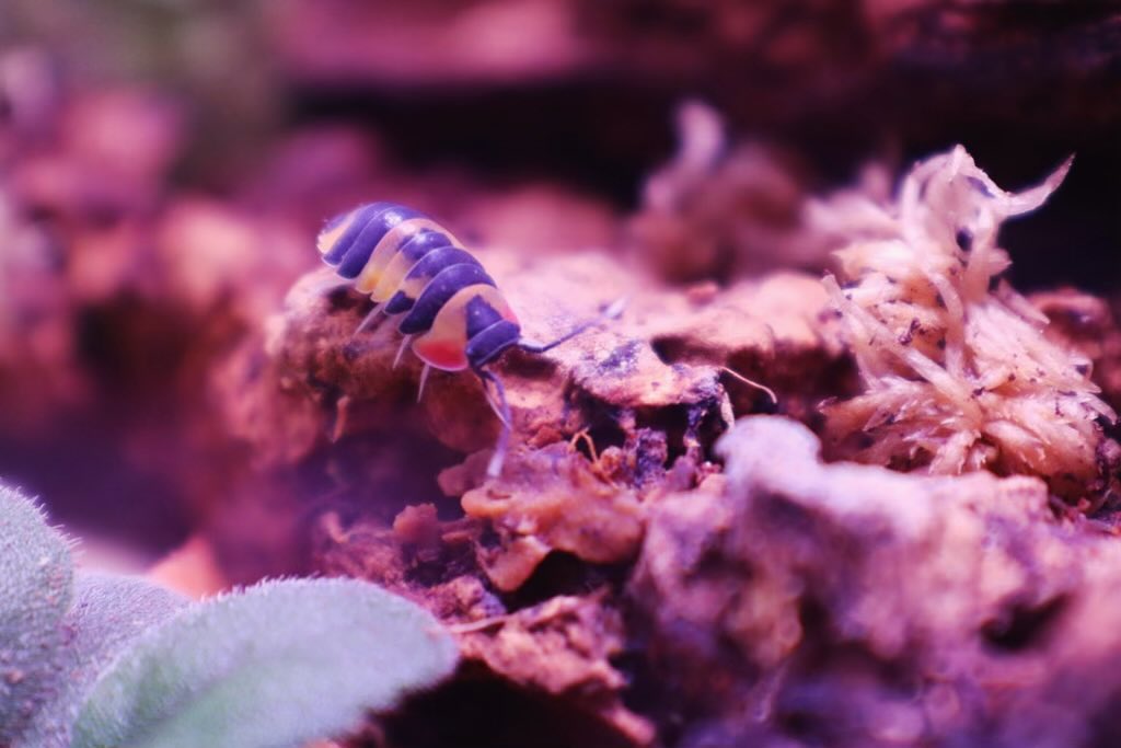 Pourquoi ajouter des isopodes et des collemboles dans ton terrarium ? - TerraLife