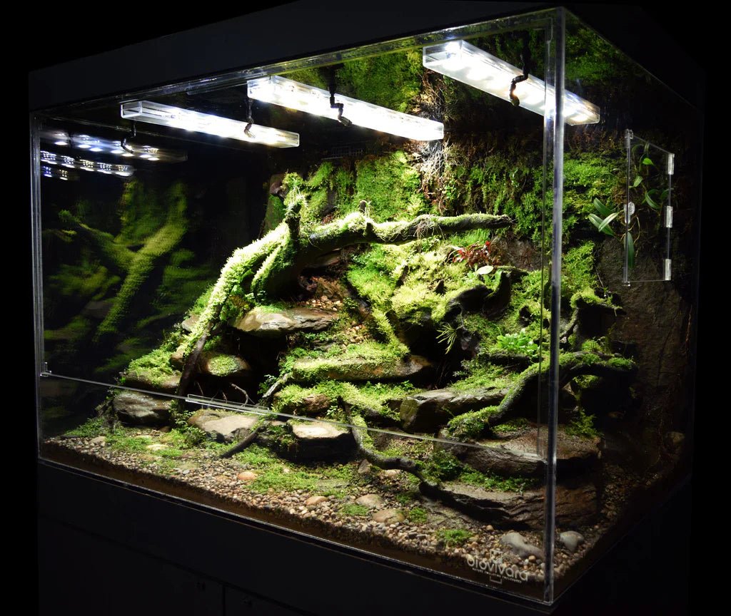 Pourquoi faut-il cycler un terrarium avant d’y introduire ses grenouilles ? - TerraLife