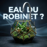 Peut-on utiliser de l’eau du robinet dans un terrarium tropical ?