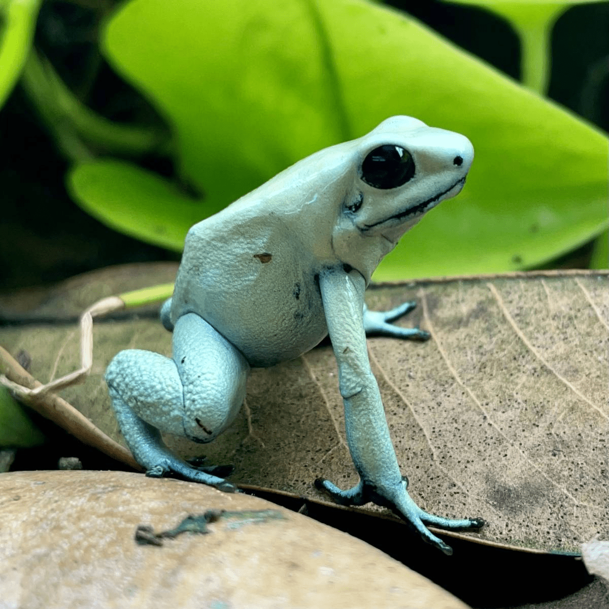 Que donner à manger à tes grenouilles ? - TerraLife