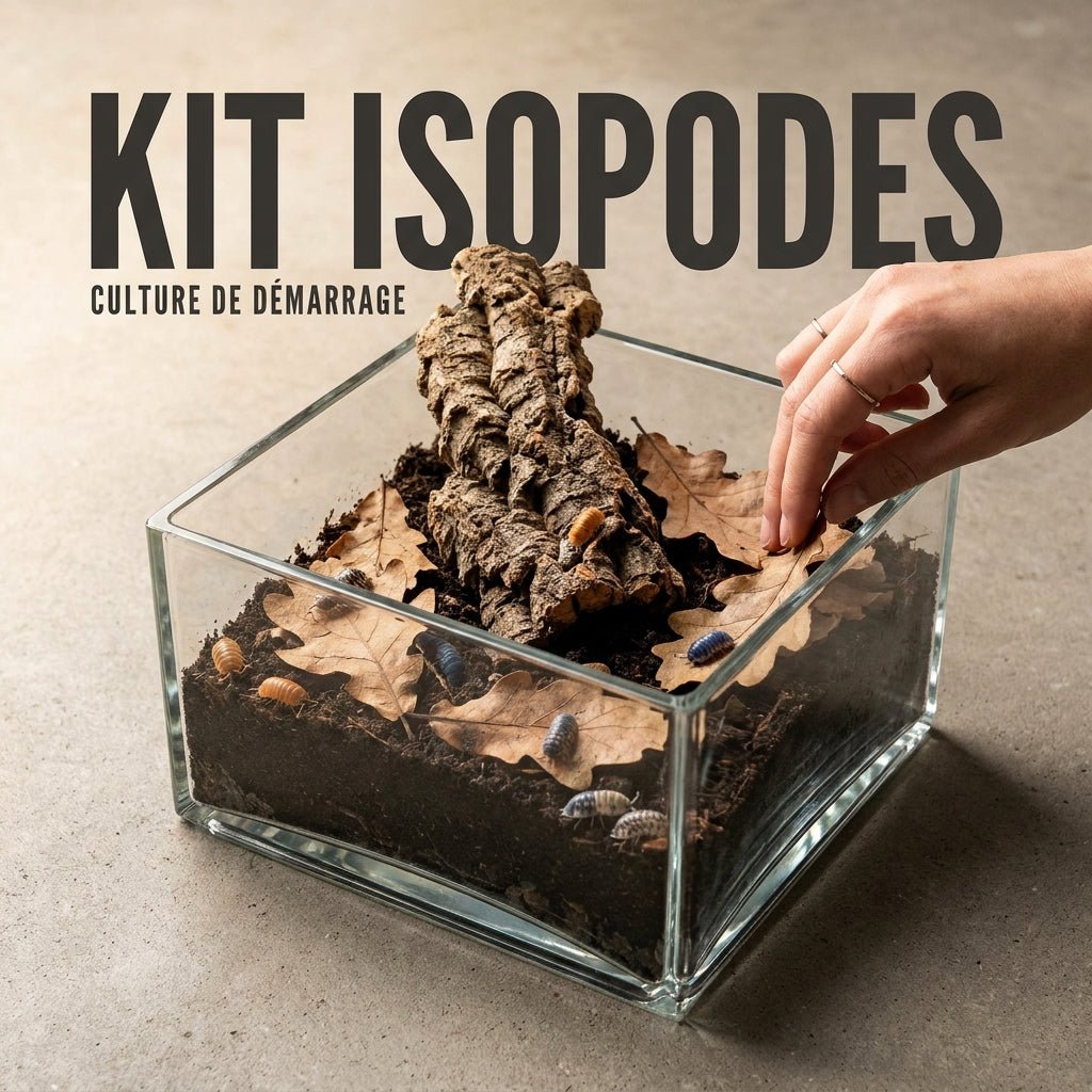 Quel kit pour démarrer une culture d'isopodes ? - TerraLife