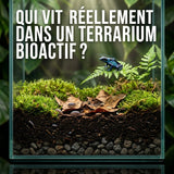 Qui vit réellement dans un terrarium bioactif ? - TerraLife