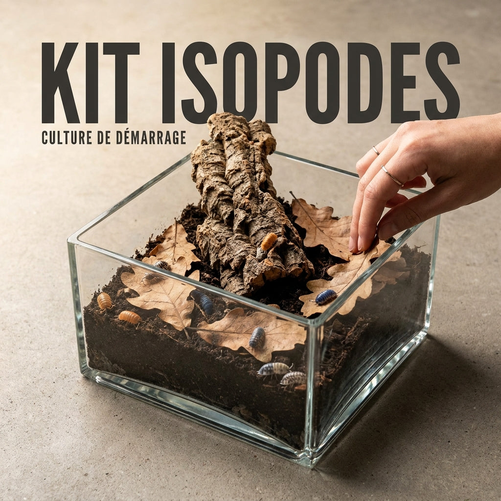 Quel kit pour démarrer une culture d'isopodes ? 