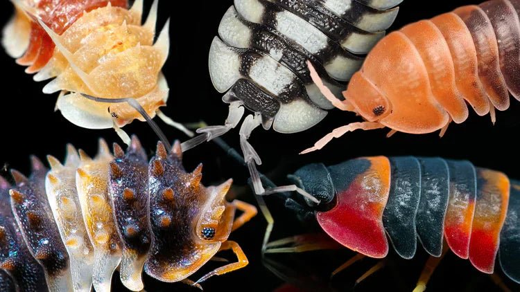 TerraLife : la référence des isopodes en France - TerraLife