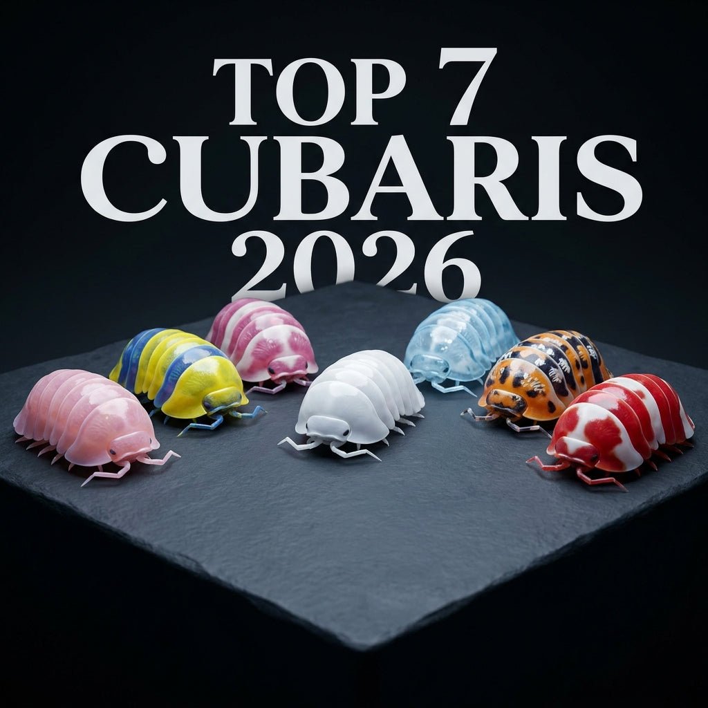 Top 7 des Cubaris à collectionner en 2026 → Cherry Blossom, Lemon Blue, Pink Panda, White Shark, Glacier, Daxin, Panda King Red - TerraLife
