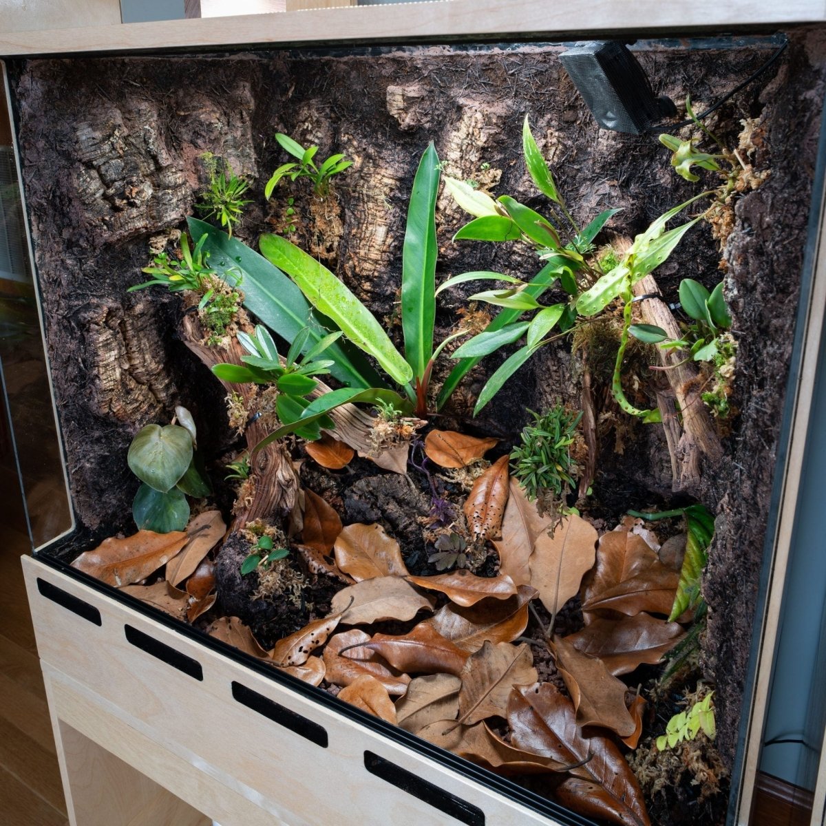 Tout savoir sur la litière de feuilles dans un terrarium bioactif - TerraLife