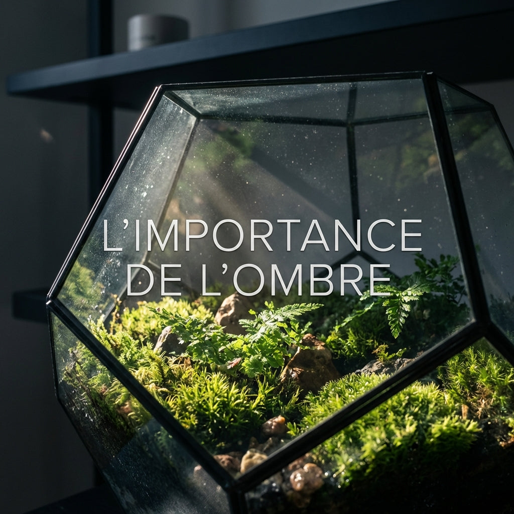L’importance de l’ombre dans un terrarium végétalisé