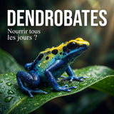 Dendrobates : faut-il nourrir tous les jours ?