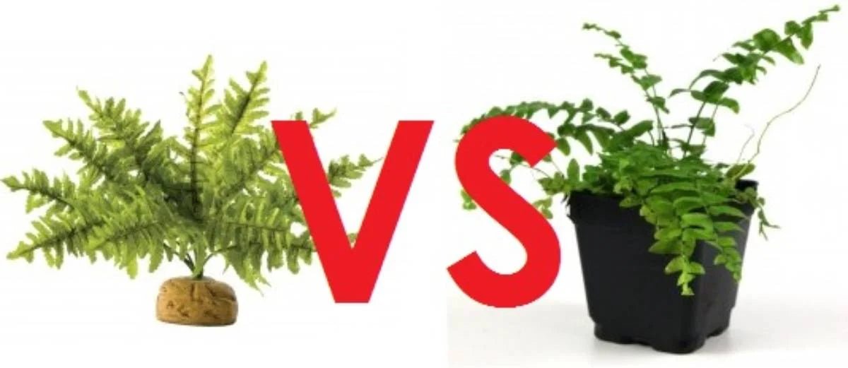 Vraies ou fausses plantes dans ton terrarium ? - TerraLife