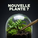 Peut-on ajouter une nouvelle plante dans un terrarium déjà cyclé ?