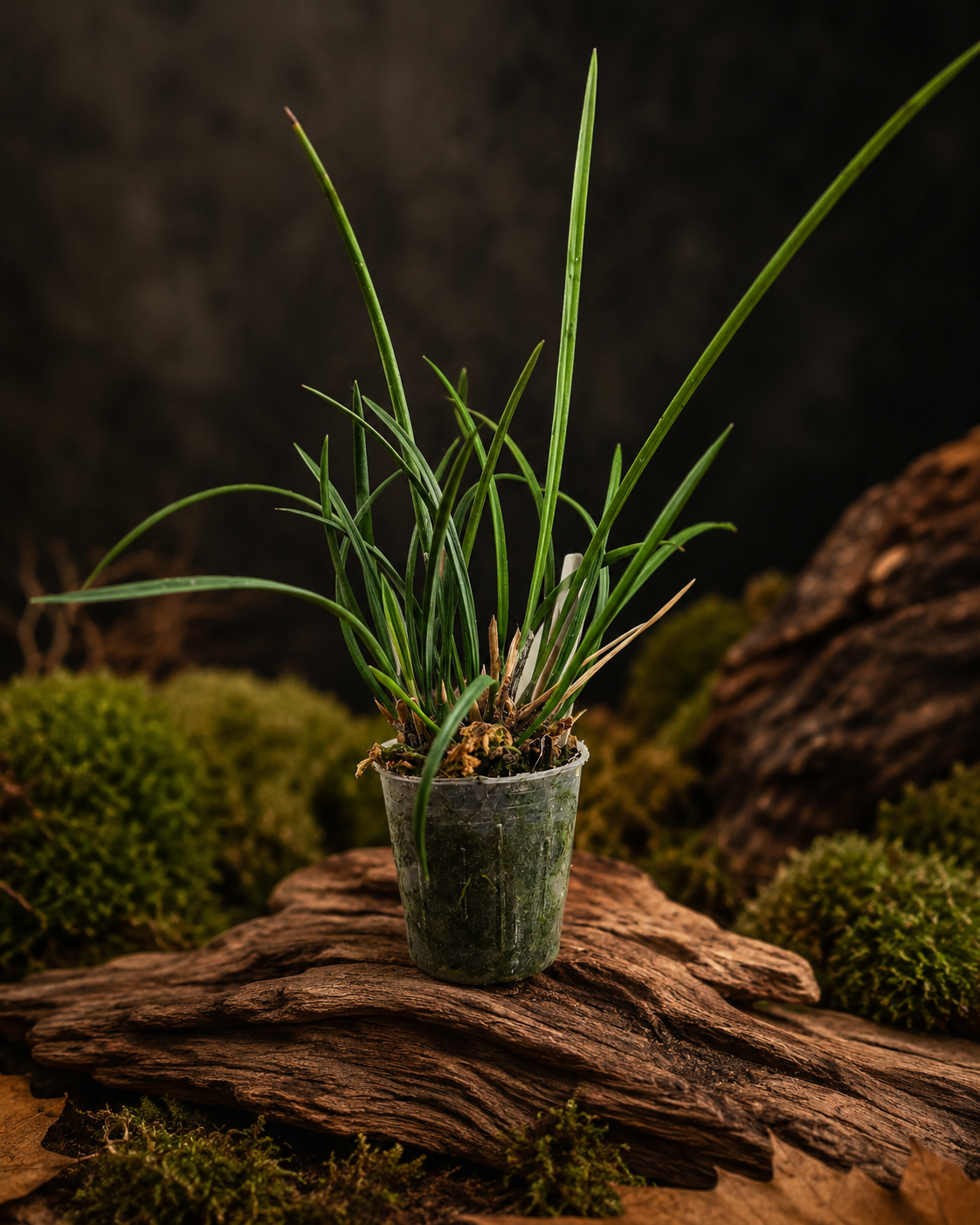 Dendrochilum microchilum – Orchidée miniature à grappes arquées pour terrarium tropical