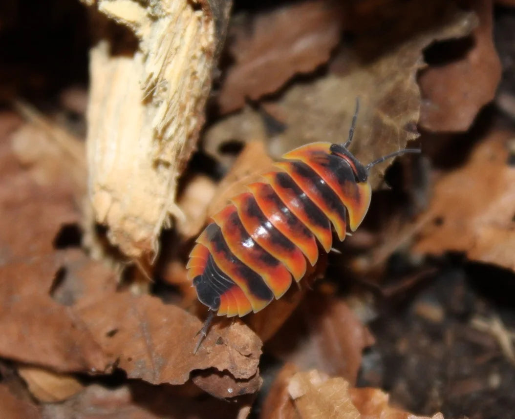Ardentiella sp. "Ember Bee" - Isopodes Abeille